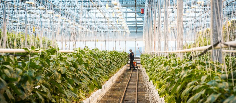 LES FERMES URBAINES LUFA